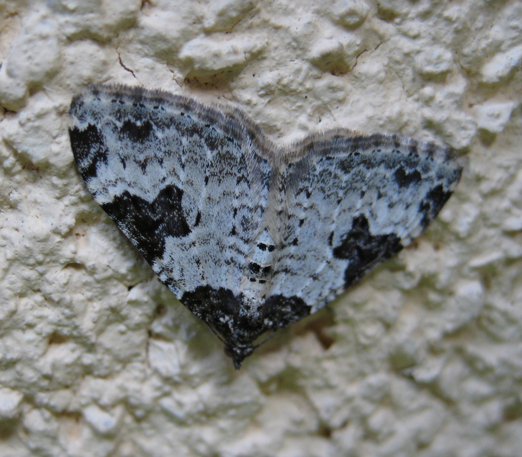  Xanthorhoe fluctuata -Gartenblattspanner 