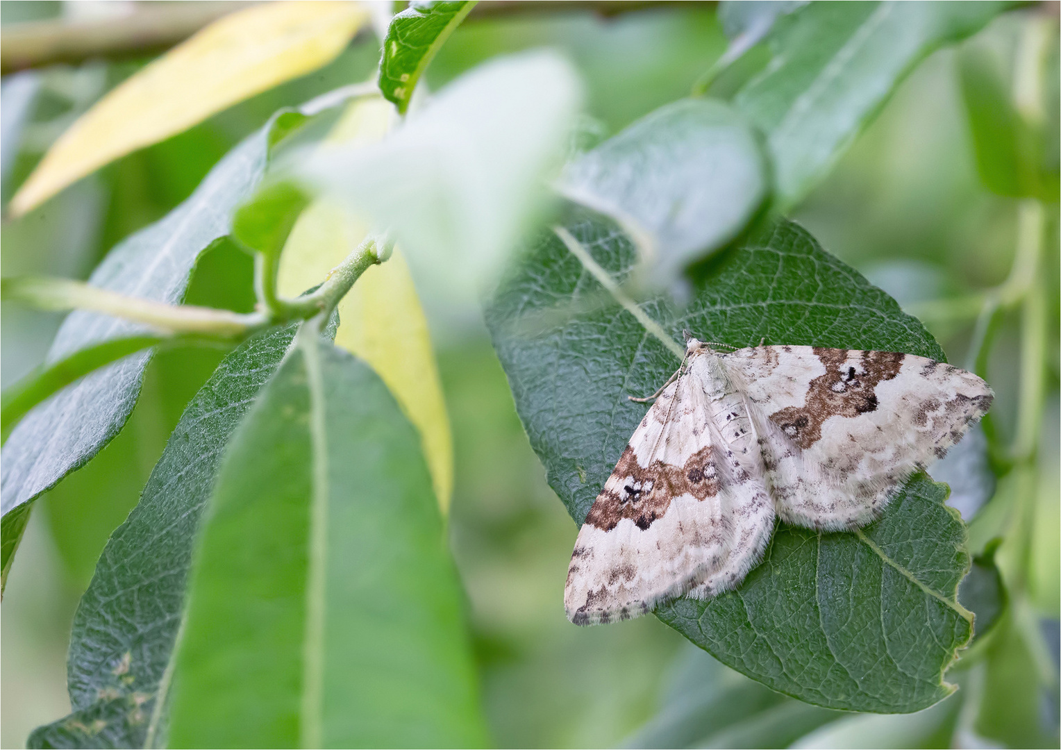 Xanthorhoe montanata