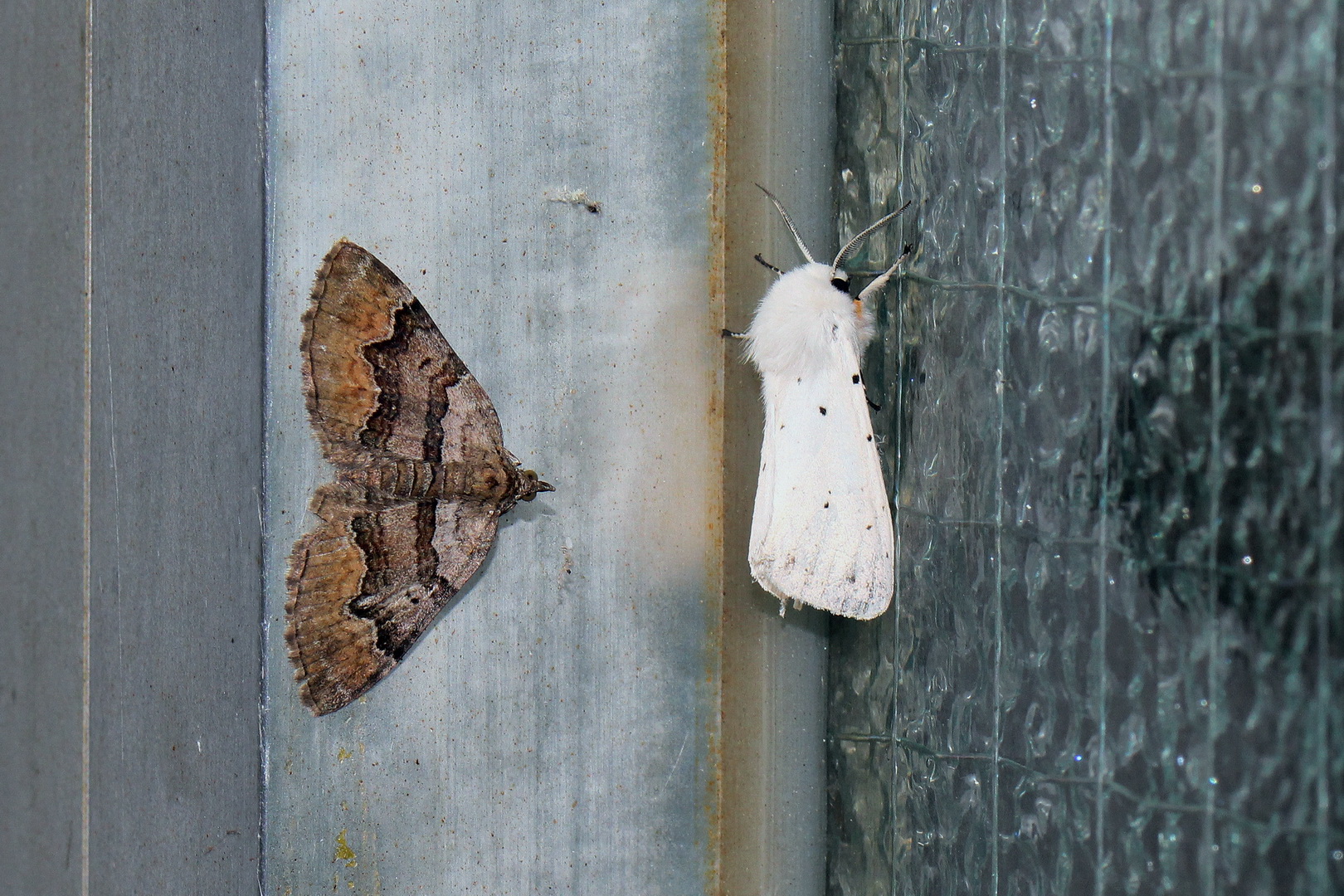 Xanthorhoe quadrifasiata & Spilosoma urticae