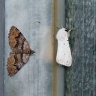 Xanthorhoe quadrifasiata & Spilosoma urticae