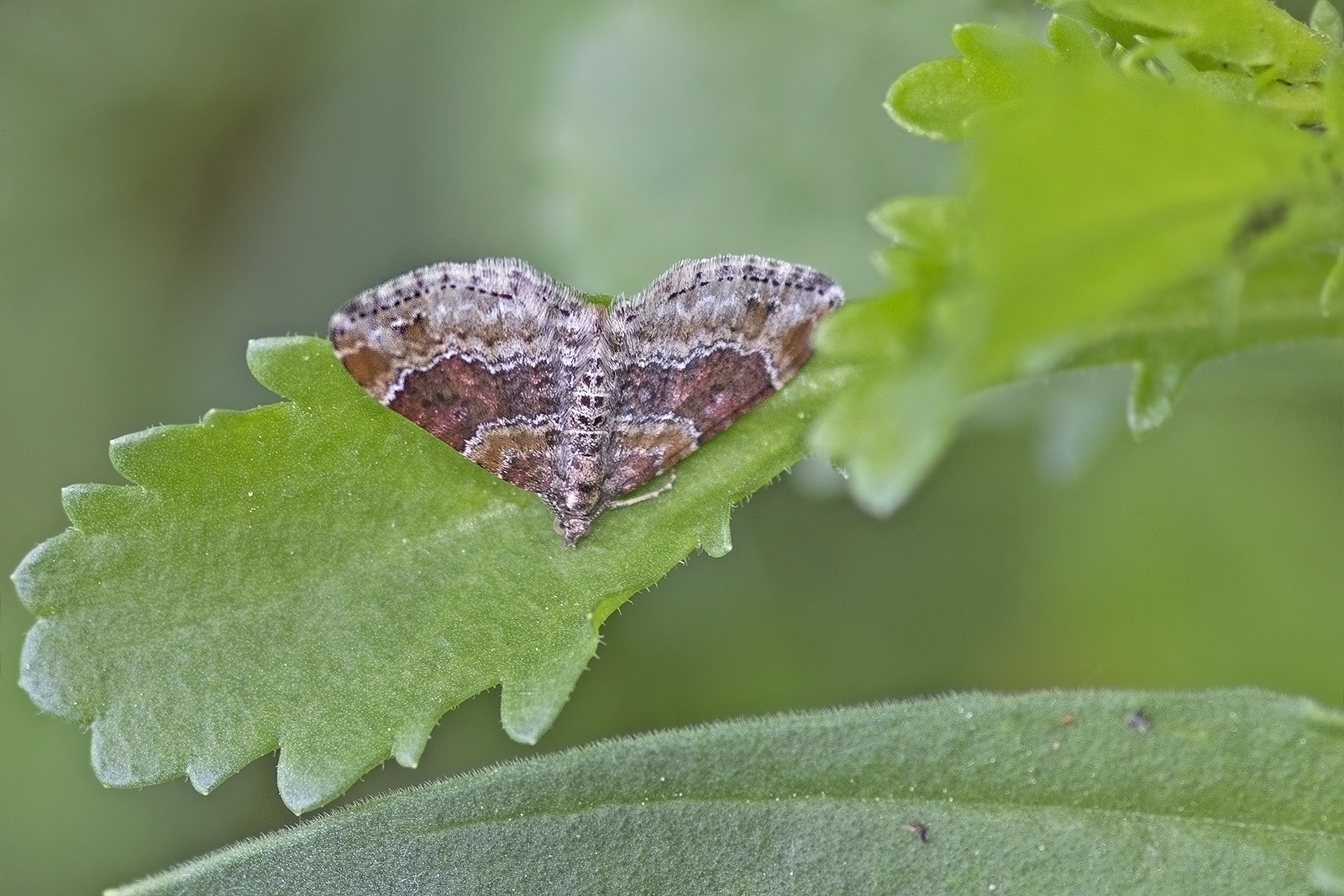 Xanthorhoe spadicearia oder Xanthorhoe ferrugata