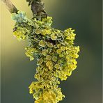 Xanthoria parietina...