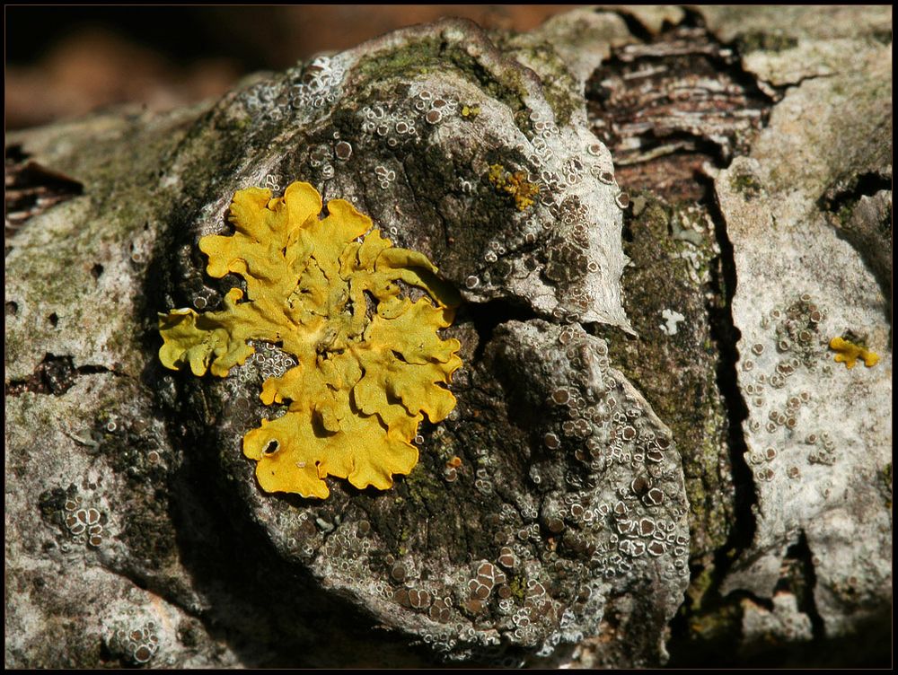 Xanthoria parietina