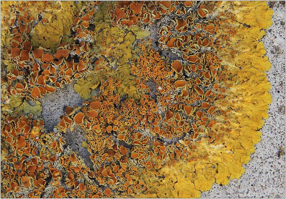 Xanthoria parietina - die Wand-Gelbflechte ...