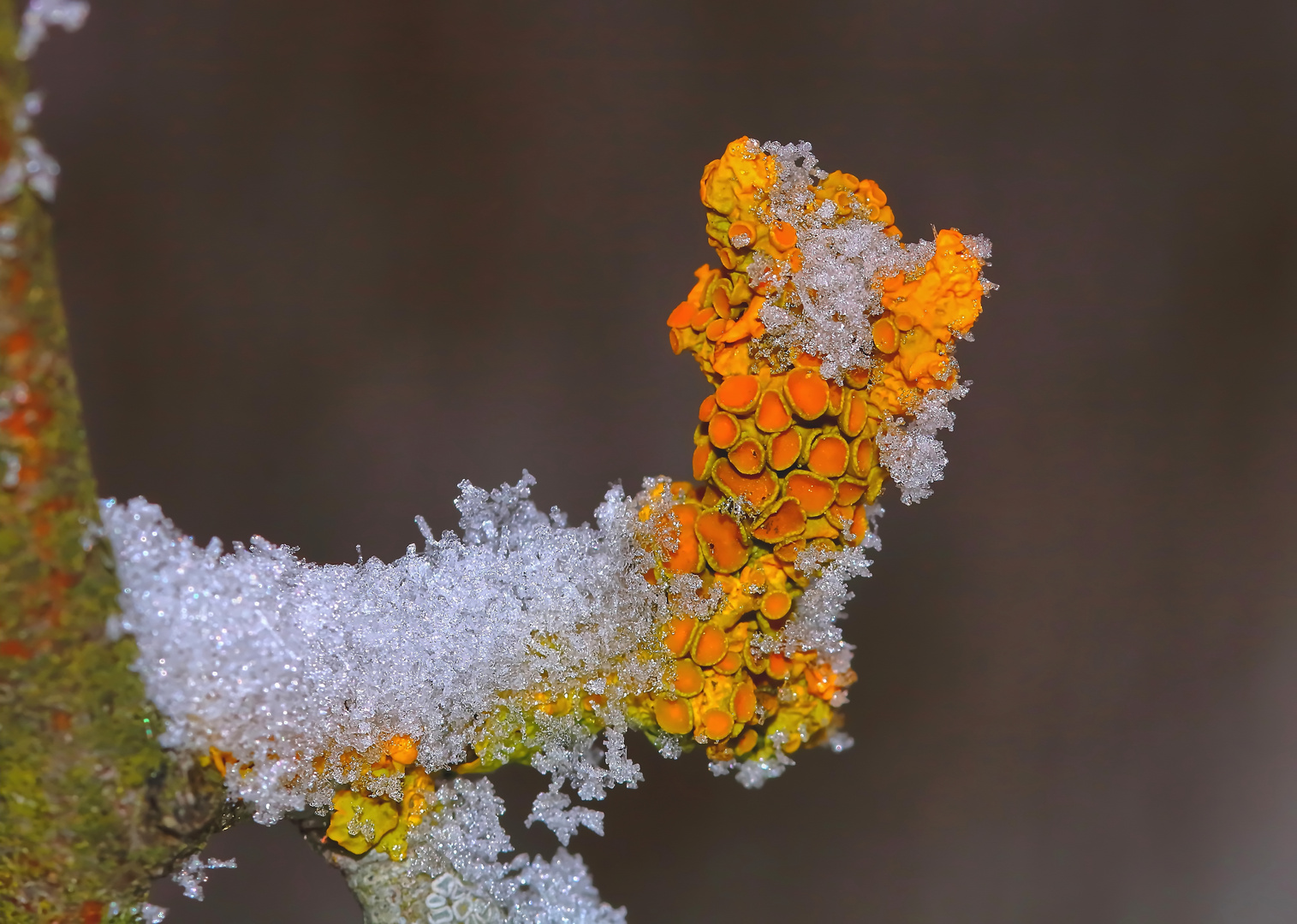 Xanthoria parietina, Foto & Bild pflanzen, pilze & flechten, pilze