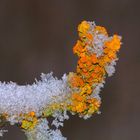 Xanthoria parietina, 