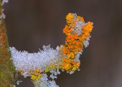 Xanthoria parietina, 