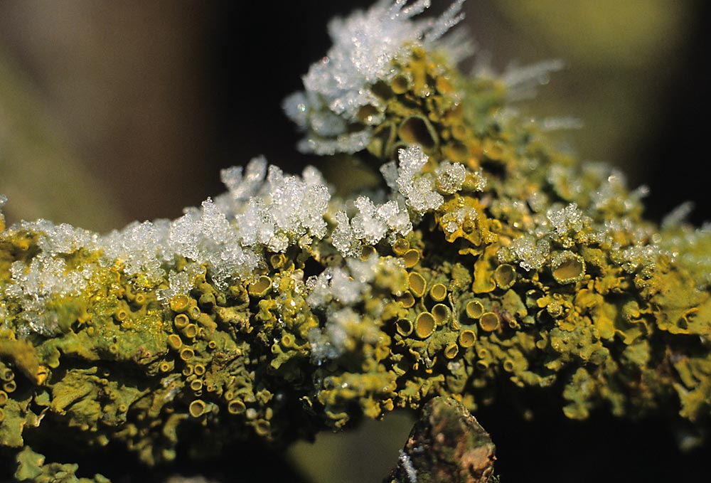 Xanthoria parietina