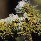 Xanthoria parietina