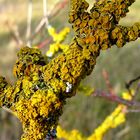 Xanthoria parietina Flechte