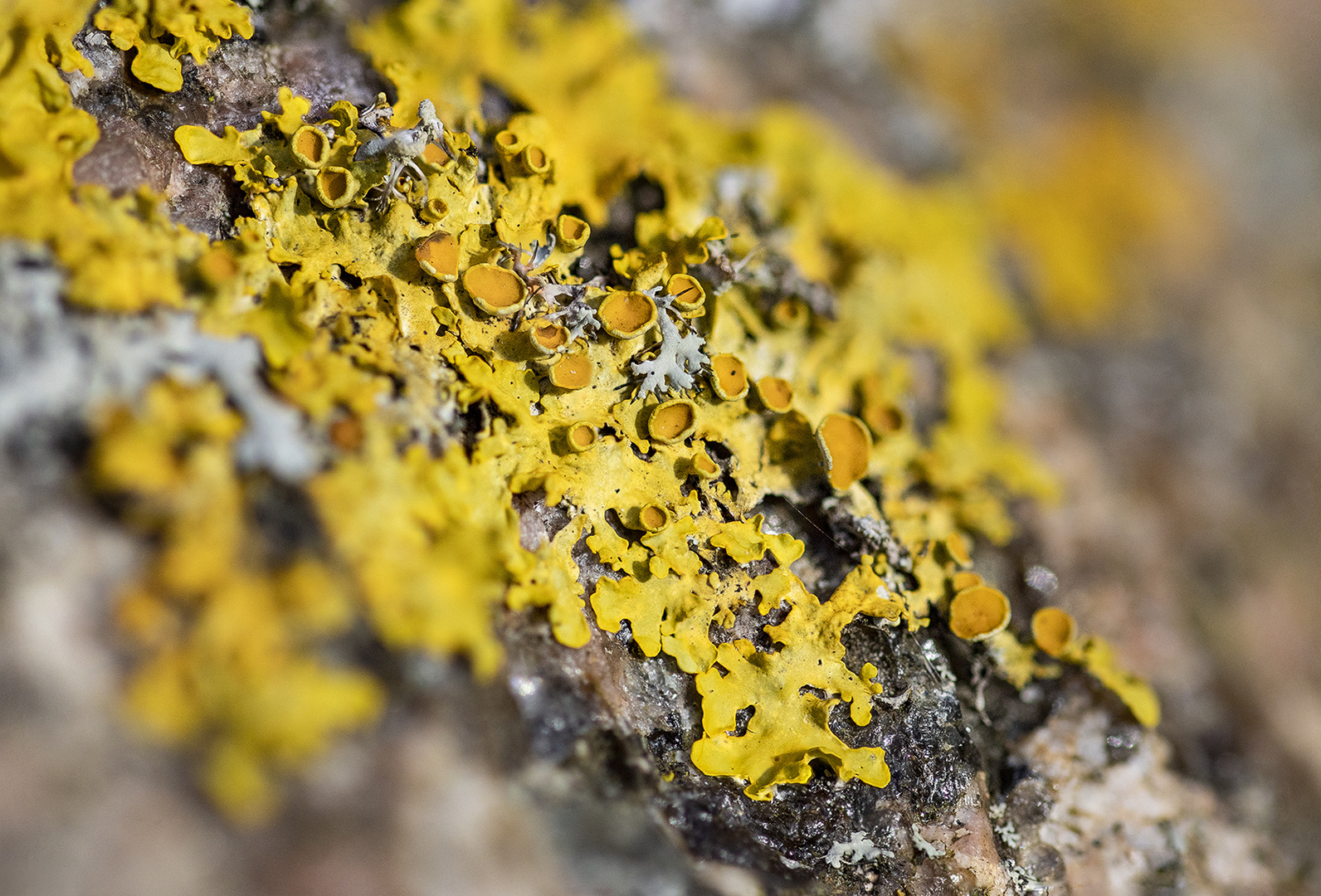 Xanthoria parietina - Gewöhnliche Gelbflechte