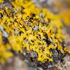 Xanthoria parietina - Gewöhnliche Gelbflechte