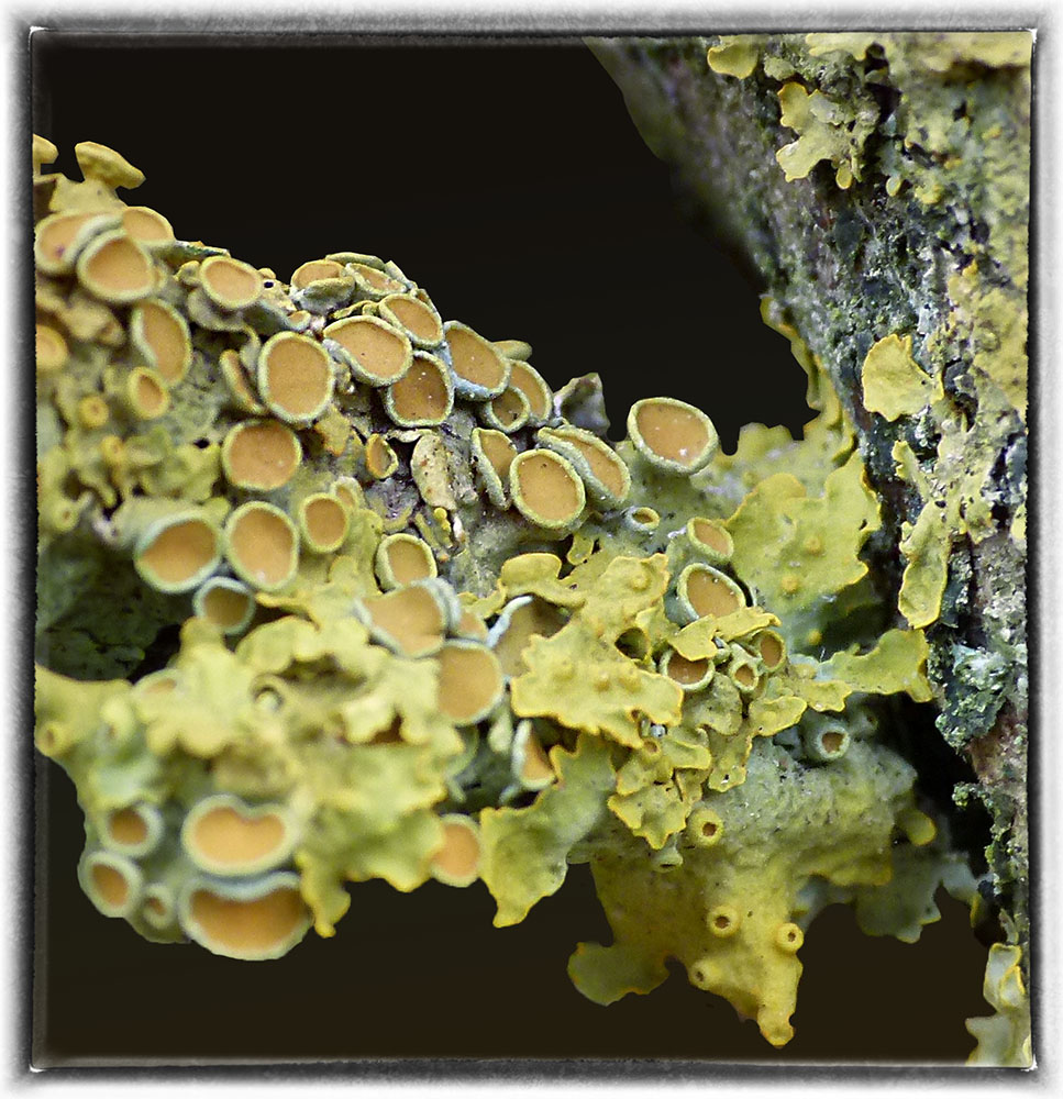 Xanthoria Parietina III