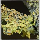 Xanthoria Parietina III