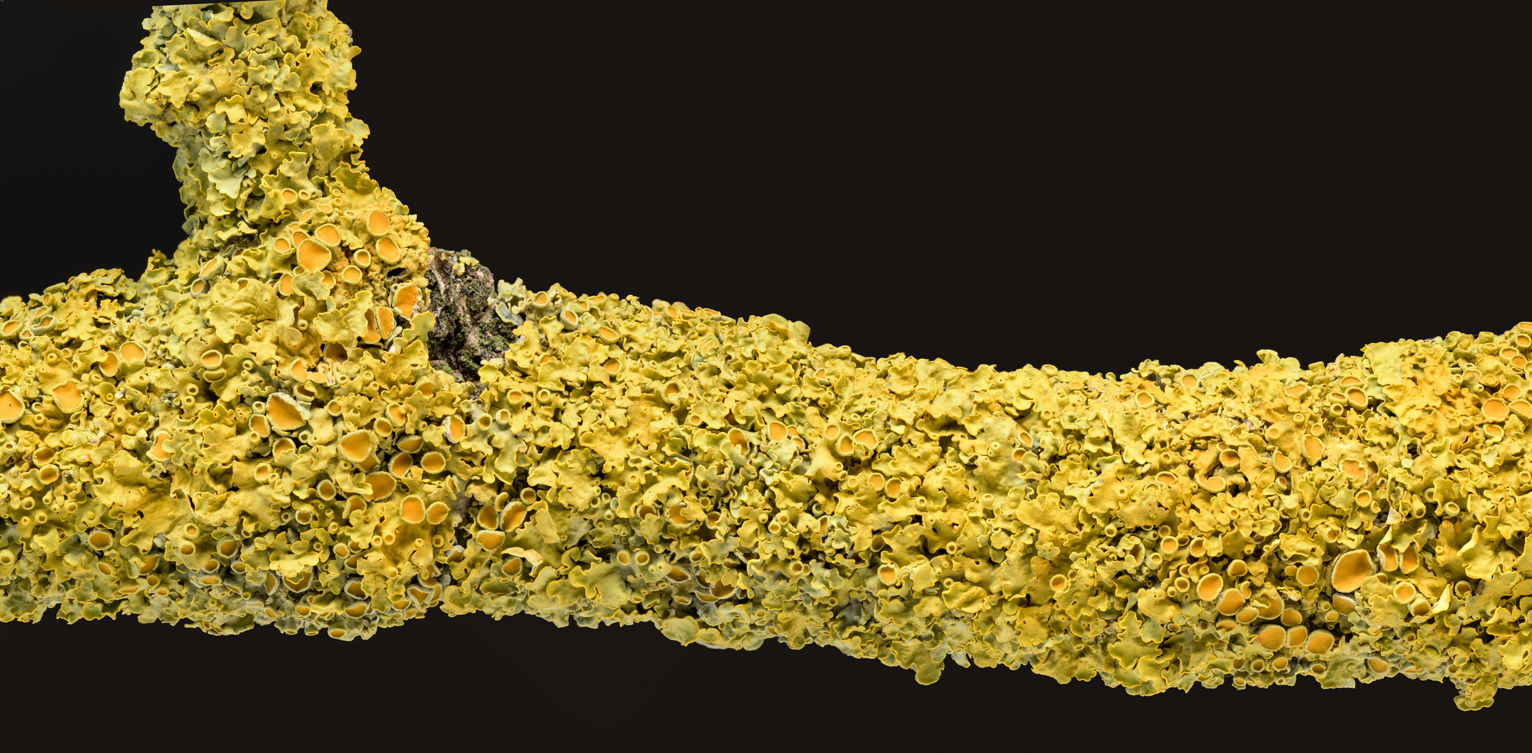 Xanthoria parietina (Wand-Gelbflechte)