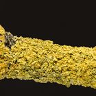 Xanthoria parietina (Wand-Gelbflechte)