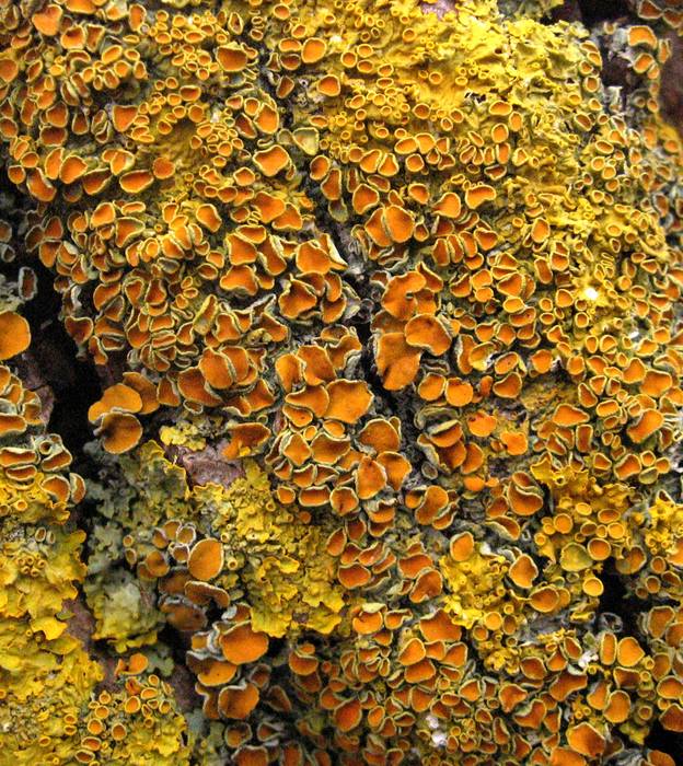 Xanthoria paritina