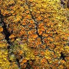 Xanthoria paritina