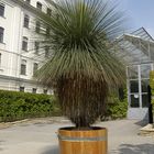 Xanthorrhoea australis [Australischer Grasbaum]