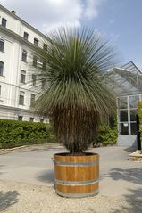 Xanthorrhoea australis [Australischer Grasbaum]