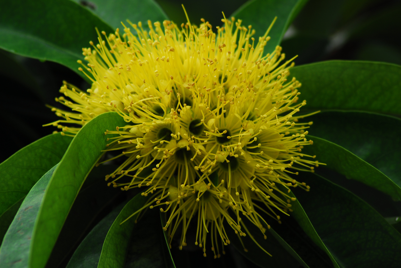 Xanthostemon chrysantus