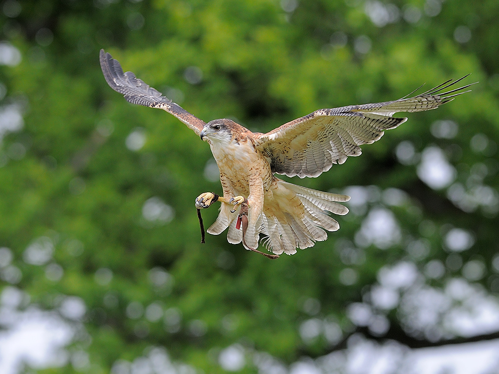 XBussard im Landeanflug