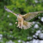 XBussard im Landeanflug