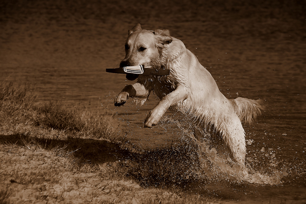 Xena beim Apportieren im Baggersee