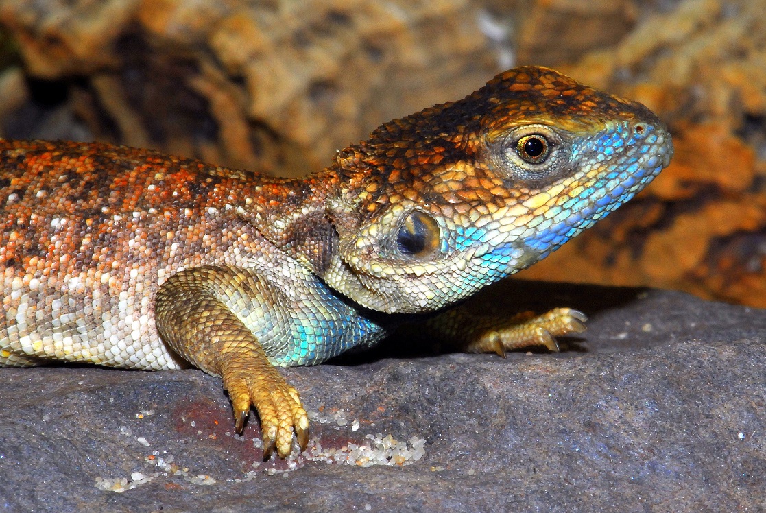 Xenagama taylori