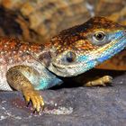 Xenagama taylori