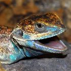 Xenagama taylori ein kleiner Vamp?