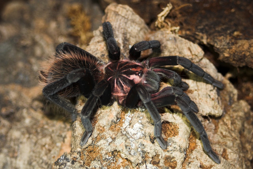 Xenesthis Immanis