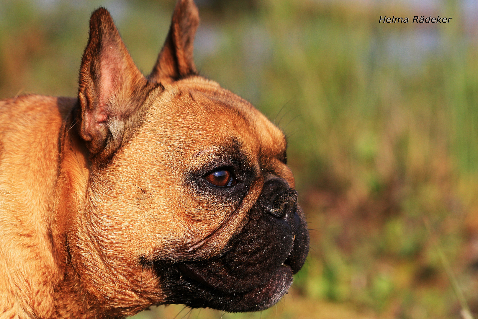 Xenia - Französische Bulldogge