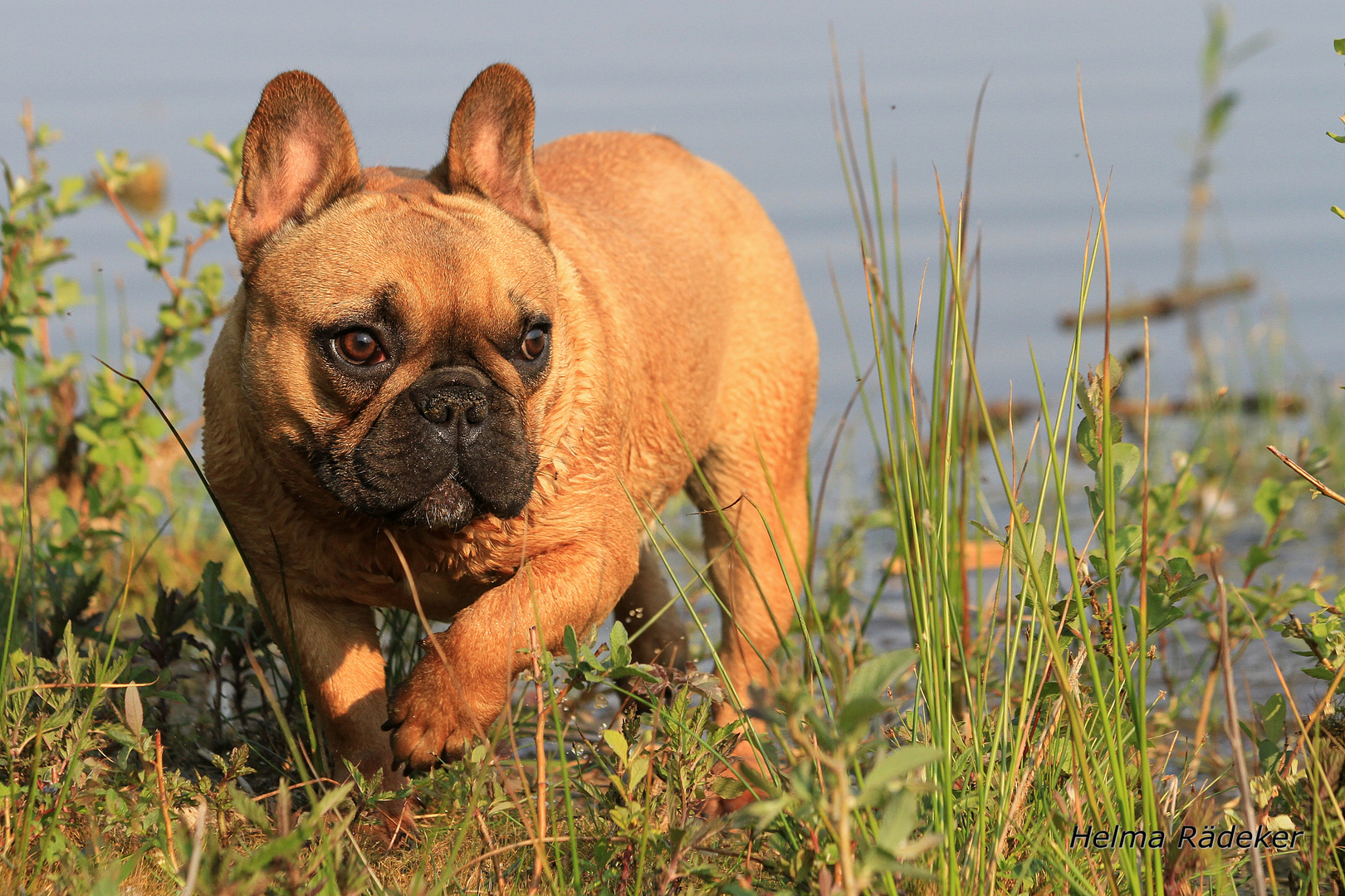 Xenia - Französische Bulldogge