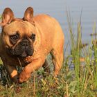 Xenia - Französische Bulldogge