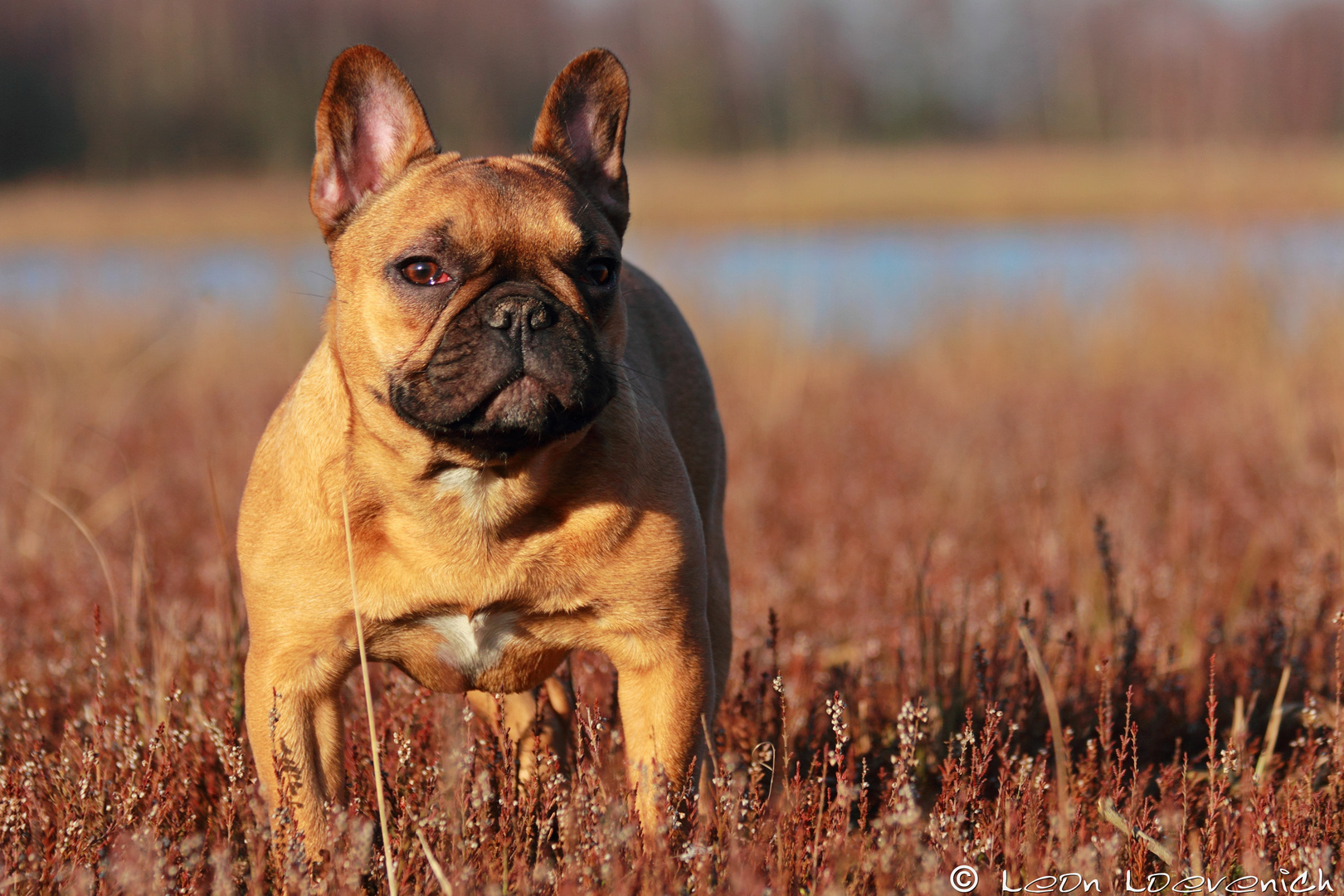 Xenia - So muss ein Bully stehen ;)