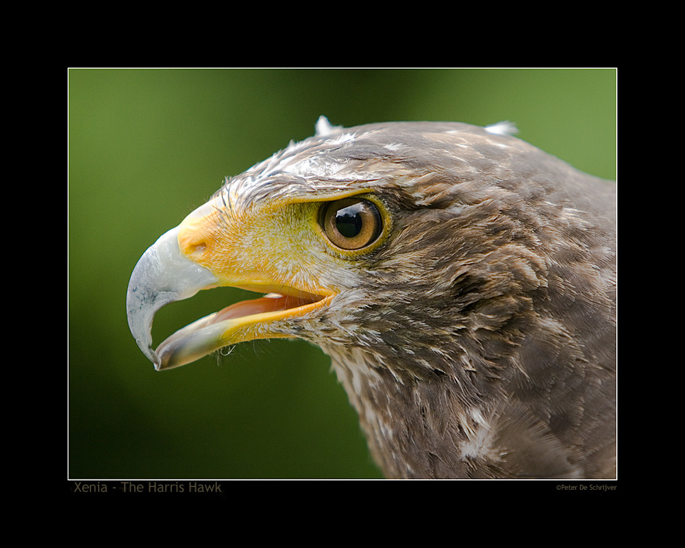 Xenia - The Harris Hawk