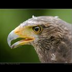 Xenia - The Harris Hawk