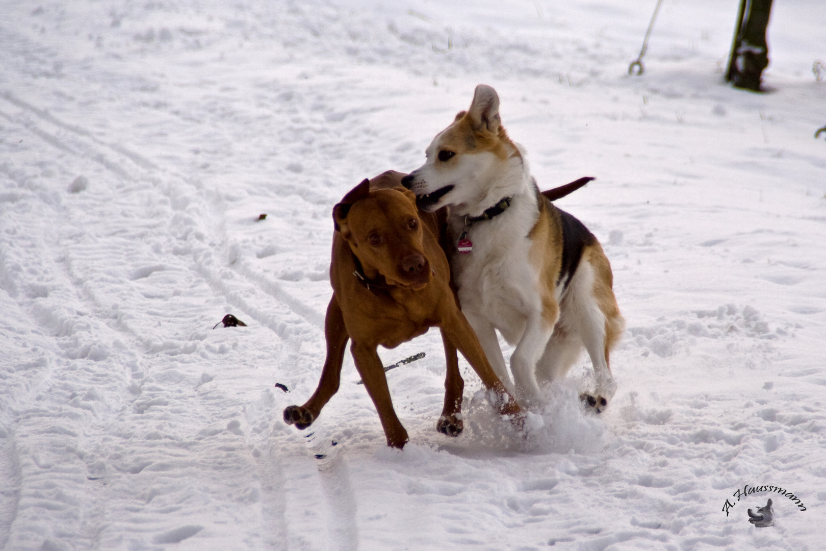 Xenia und Cody