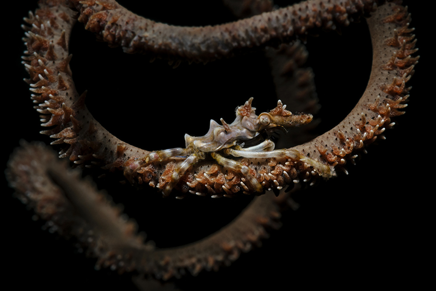 Xeno-Krabbe auf Spiraldraht-Koralle