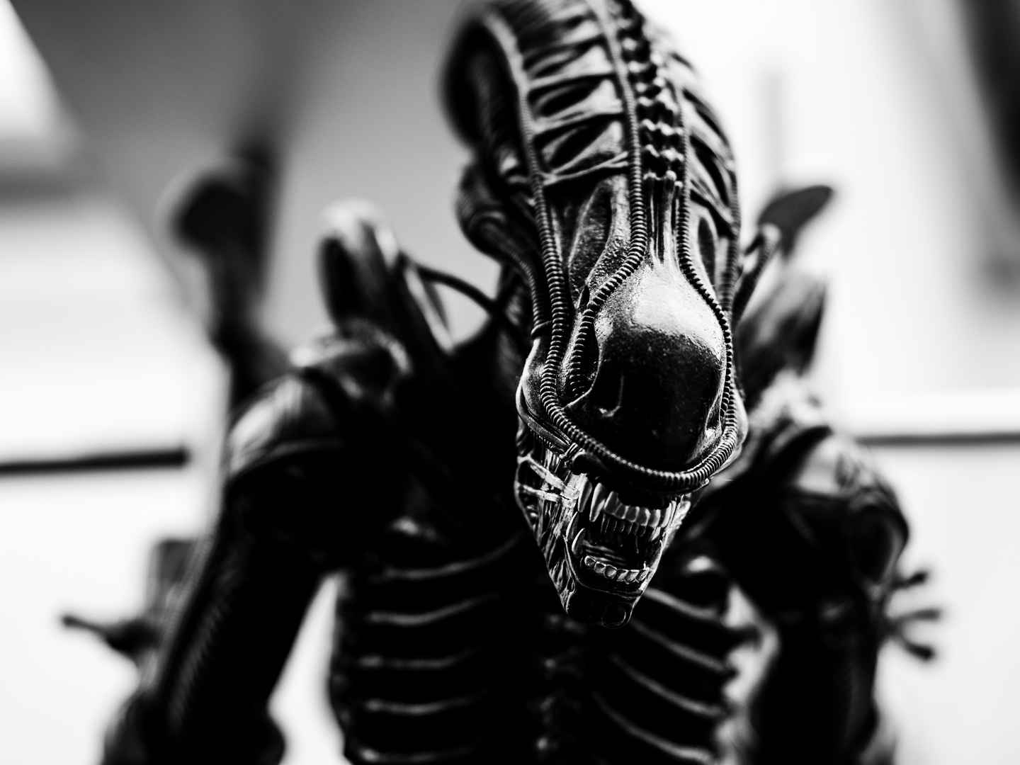 Xenomorph Warrior