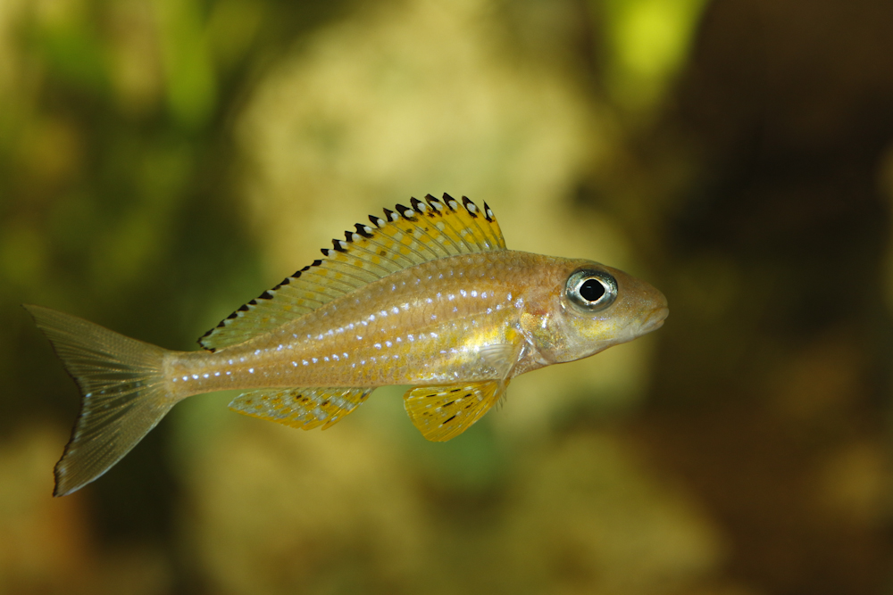 Xenotilapia papilio Kanoni