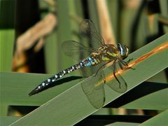 (XII) Bei diesem Männchen der Herbst-Mosaikjungfer (Aeshna mixta . . .)