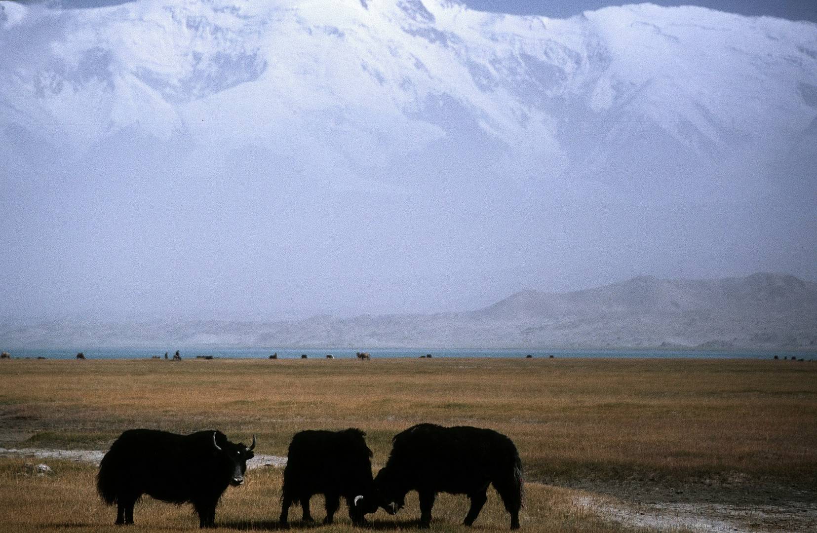 Xinjiang - Yaks