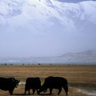 Xinjiang - Yaks