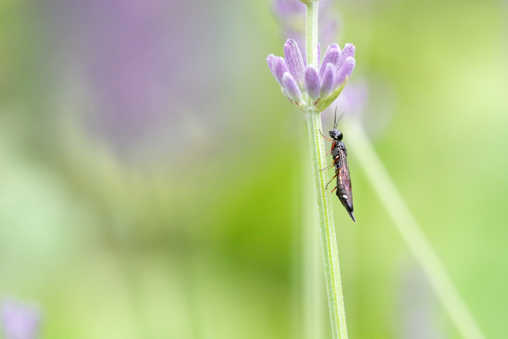 Xiphydria prolongata