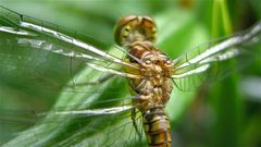 (XIV) Große Heidelibelle (Sympetrum striolatum) mit nur drei Flügeln, Hemmungsmißbildung