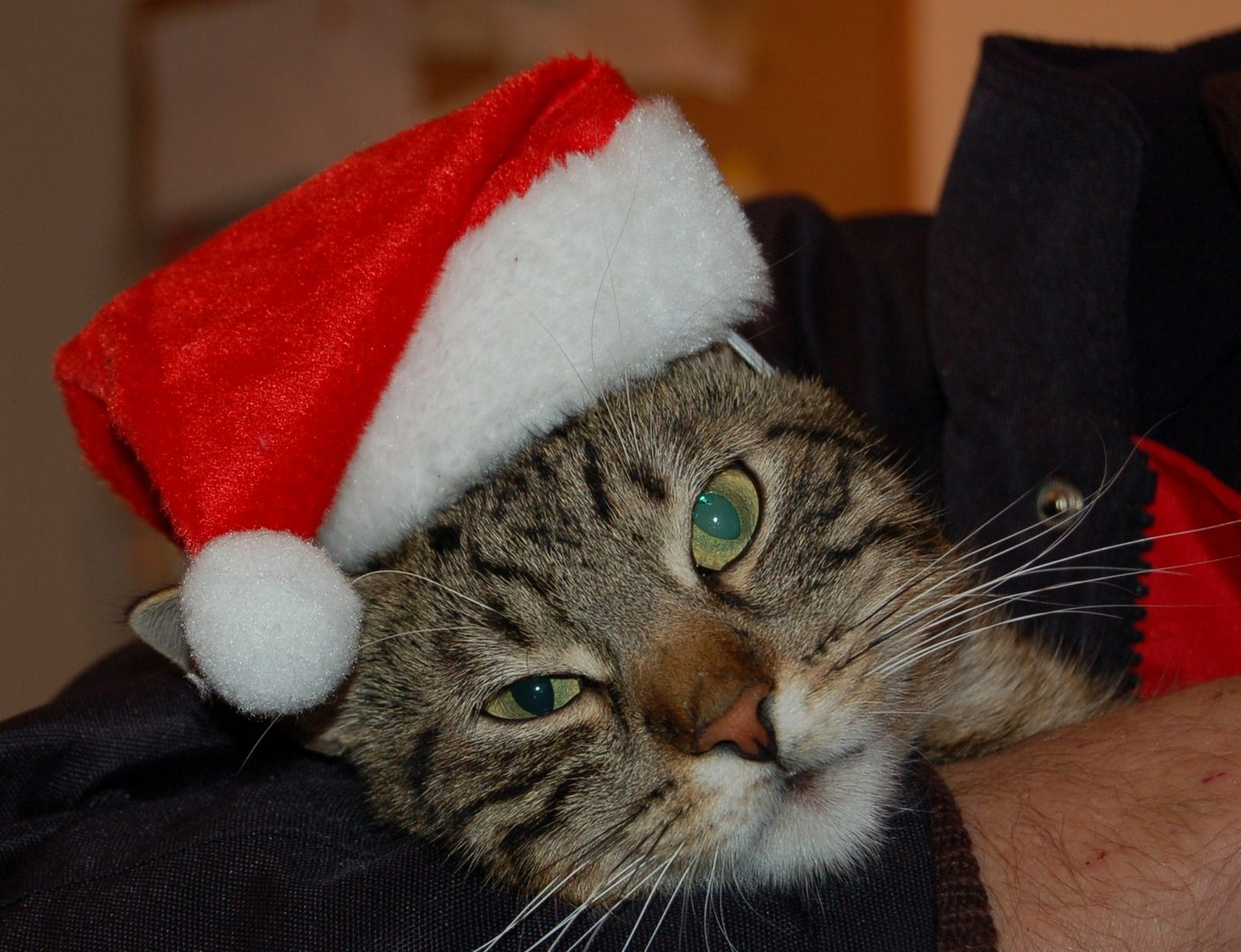 Xmas-Cat