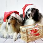 Xmas Shelties