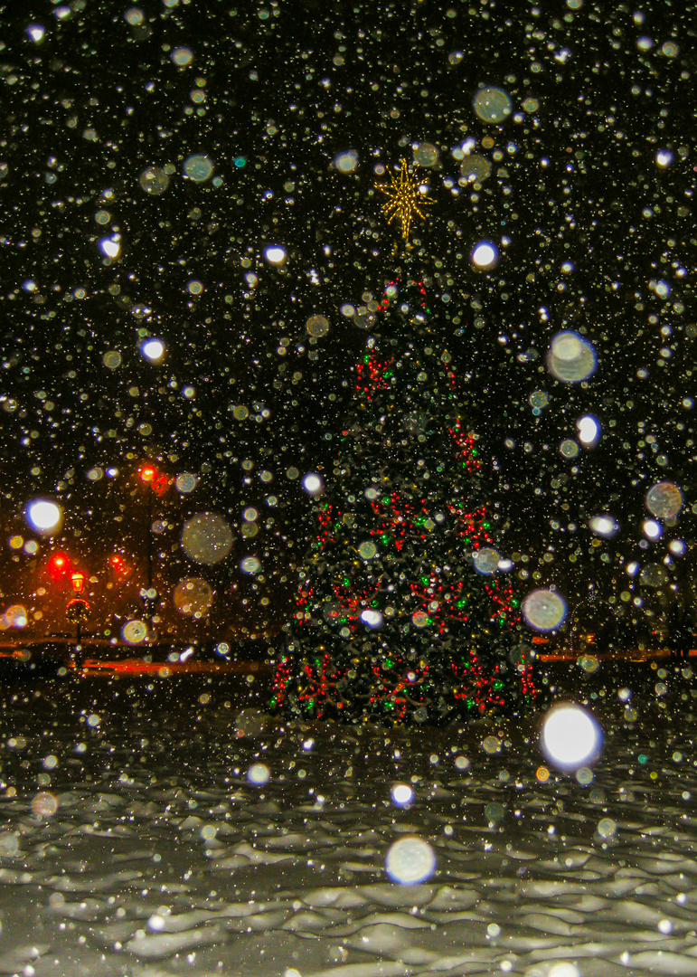 Xmas Tree in Snow